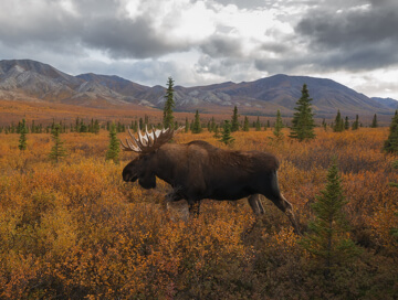 Moose