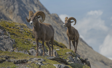 Sheep & Goat