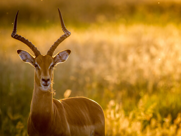 Impala