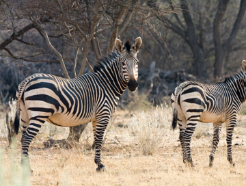 Zebra