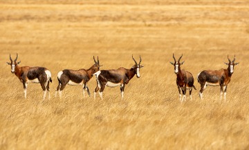 Plains Game