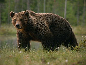 Bear